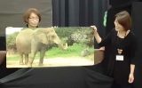 大型絵本「ぞうのはな」