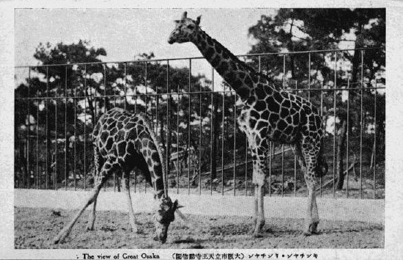 天王寺動物園えはがき